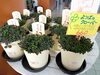 「南魚沼の花屋、フローリストたかの。オープン時間のお知らせと、おすすめの商品。」