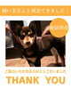 「【無事再会！】新居浜市垣生付近で保護された犬は飼い主さんと再会できました！」