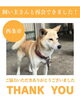 「【無事再会！】西条市丹原町高知付近で保護された犬は飼い主さんと再会できました！」