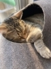 あぁぁがわいい。連れて帰りたい。笑「和雑貨とにゃんこに癒された一日」