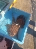 アンコウ「佐島のアンコウ」