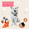 「Dog salon mofu mofu　余市町」
