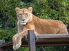 「「とべ動物園 ねこ歩き」を開催します！」