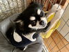まる一運転代行の看板犬『モコ』です「まる一運転代行の看板犬『モコ』さん、里子延長中です🐶」