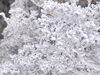 鶴見岳山頂付近の霧氷「別府市　学習塾RainBow　鶴見岳の霧氷　【別府　塾　個別指導　高校入試　大学入試　自習室完備　新規生募集中】」