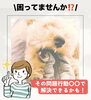 「ドッググッズショップ&サロンDanke 【愛犬のその問題行動〇〇で解決出来るかも⁉️】」