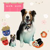 「Dog salon mofu mofu　余市町」
