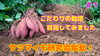 「【お芋の産地・行方市へ！】個性あるメンバーが全国各地から集まり、サツマイモについて情熱的な討論会を行いました。#1 たねのハシモトミヤ」