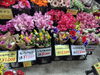 「【泉佐野市、貝塚市、熊取町】でお住まいの愛妻家にオススメの花屋りっちゅ情報」