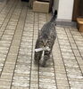 蒼「看板猫の日常」