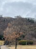 雪が溶けて「今日の古墳　2024／2／2」