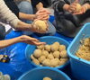 味噌作り「ふる里cafe個民家で味噌作り」