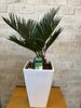 「ソテツ」