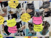 「子猫の里親さん決定について」