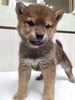 「【WAN'S】新しいワンちゃんのご紹介！　柴犬　メス」