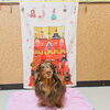 ライラちゃん「今日のお友達」