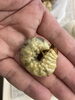 大分産オオクワガタ幼虫（メス）「別府市　学習塾RainBow　大分産オオクワガタ幼虫の世話しました！　【別府　塾　個別指導　高校入試　大学入試　自習室完備　新規生募集中】」