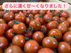 おすすめのフルティカトマト「寒さでさらーに濃く甘くなってます🍅」