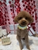 トイプードル　カット「🐶トイプードル、ミックス、フレブルのトリミングのお友達❤️」