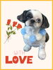 「Dog salon mofu mofu　余市町」