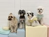 ジョアくん☆Hこなつちゃん☆アモルくん☆ペチくん「ましゅまろ幼稚園🐾」