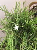 リプサリスの一種「室内で咲く小さな花は？」
