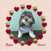 「Dog salon mofu mofu　余市町」