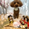 トイプードル　カット「🐶トイプードル、ミックス犬、トリミングのお友達❤️」