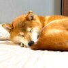 柴犬のハナちゃん「新しい家族を迎え入れました」