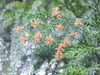 花粉症「花粉症のシーズンですね」