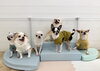 豆太♡なな♡くう♡しらこ♡こんぶ♡米「ましゅまろ幼稚園🐾」