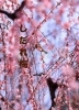 城南宮のしだれ梅「【編集部ニュース】如月(きさらぎ)の京都･城下町伏見から『城南宮のしだれ梅』をご紹介します‼　【付録：チョット一言経営学】＠京ちゃんの伏見ヒストリー日記」