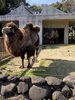「フタコブラクダ🐫期間限定の同居作戦」