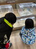 ペットショップでの下見中〜「ペット飼育！【札幌市北区篠路　放課後等デイサービス　児童発達支援】」