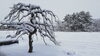 「雪で水墨画。空手、柔術楽しかった♪(*´ω｀*)」