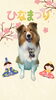「Dog salon mofu mofu　余市町」