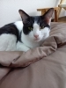 はんぺん「2月22日😸ねこの日【静岡市　葵区　猫カフェ　保護猫　里親募集】」