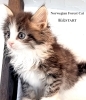 モフモフふわふわなノルウェージャンの男の子「子猫販売(ちちんぷいぷい王国)」