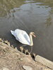 コブハクチョウ発見「公園近くの川にて🦢」