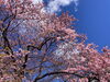 河津桜の原木🌸「河津桜まつり🌸」