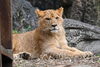つくし♂「🦁少したくましくなりました！」