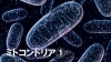 今、注目するのは「ミトコンドリア」です！「皆さんは「ミトコンドリア」ってご存じですか？　　　今日はミトコンドリアを元気にする方法をお伝え致します。」