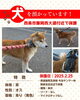 「迷い犬を保護しています【西条市飯岡（県道飯岡玉津線）西大道付近】」
