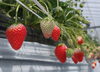 「いちご狩りに行ってきました🍓💕」