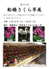 さくら草展の紹介です「前原御嶽神社で「船橋さくら草展」開催」