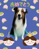 「Dog salon mofu mofu　余市町」