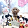 マルプー　カット「🐶マルプー、トリミングのお友達🌸ミニピン、ホテルのお友達🌸」