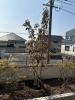 常緑ヤマボウシを植えました！「神戸市東灘区で木を植えました！」
