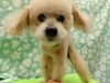 「シニア犬トリミング【どっぐさろんあきゅ　京都市南区上鳥羽　ペットサロン　トリミング】」
