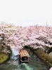 「十石舟」と桜「【編集部ニュース】弥生(やよい)の京都･城下町伏見から『ひな祭りと桜観賞』をご紹介します‼　【付録：チョット一言経営学】＠京ちゃんの伏見ヒストリー日記」